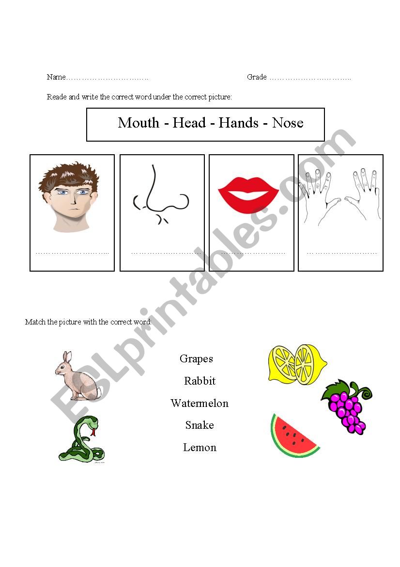 five senses  worksheet