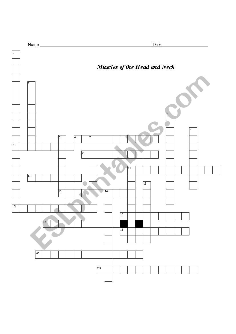 Facial Muscle Cross Word worksheet