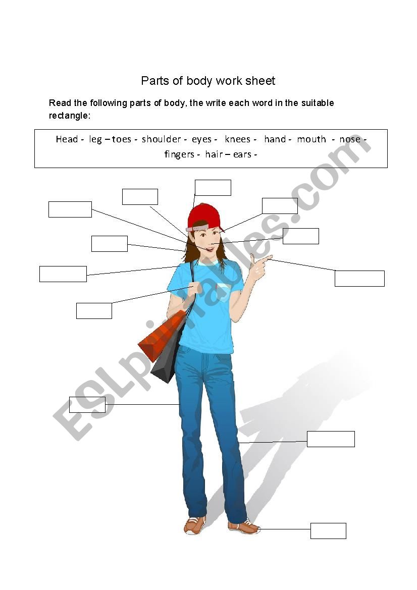 parts of body  worksheet