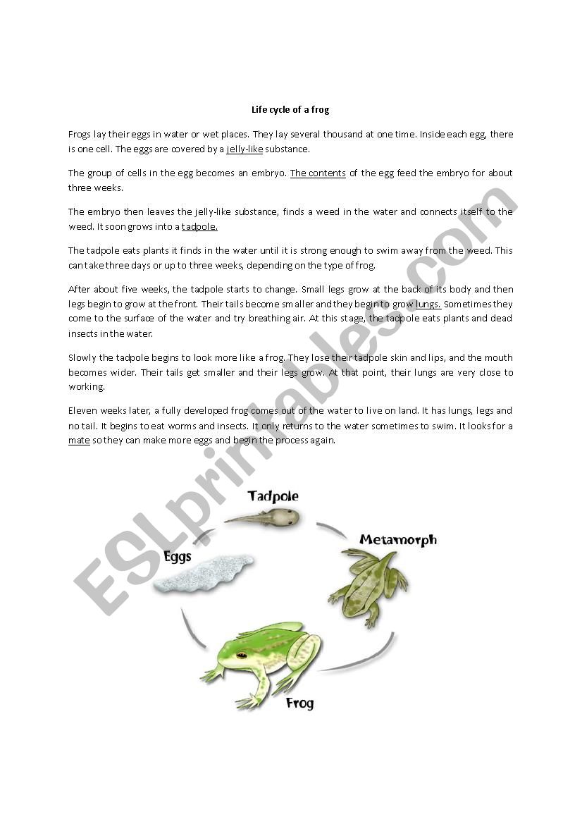 life cycle of a frog worksheet