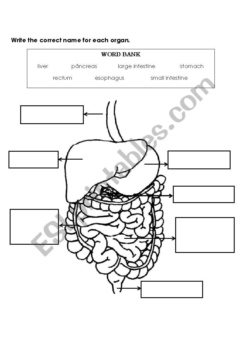 Internal Organs worksheet