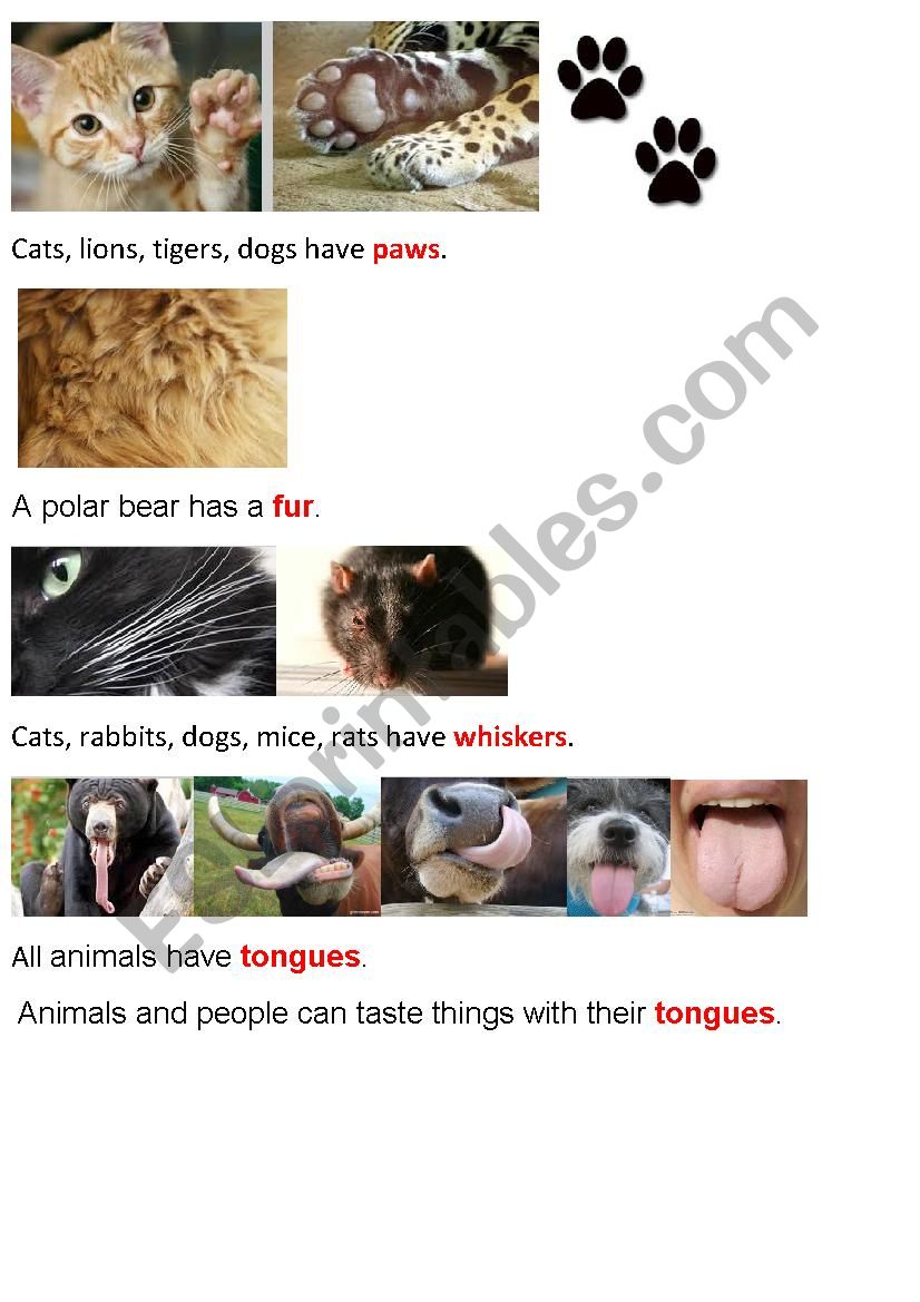 Animal Body Parts (Part1) worksheet