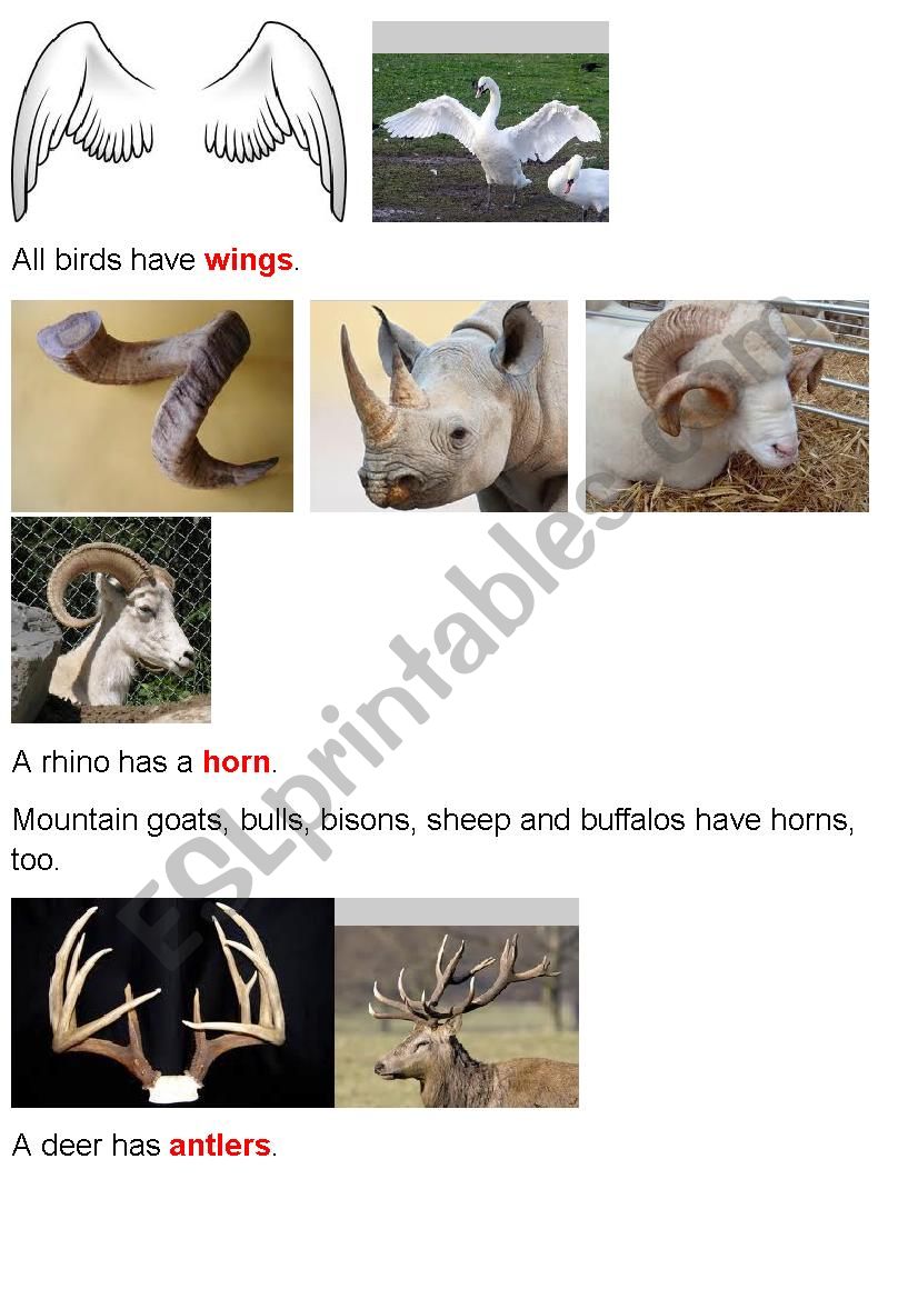 Animal Body Parts (Part2) worksheet
