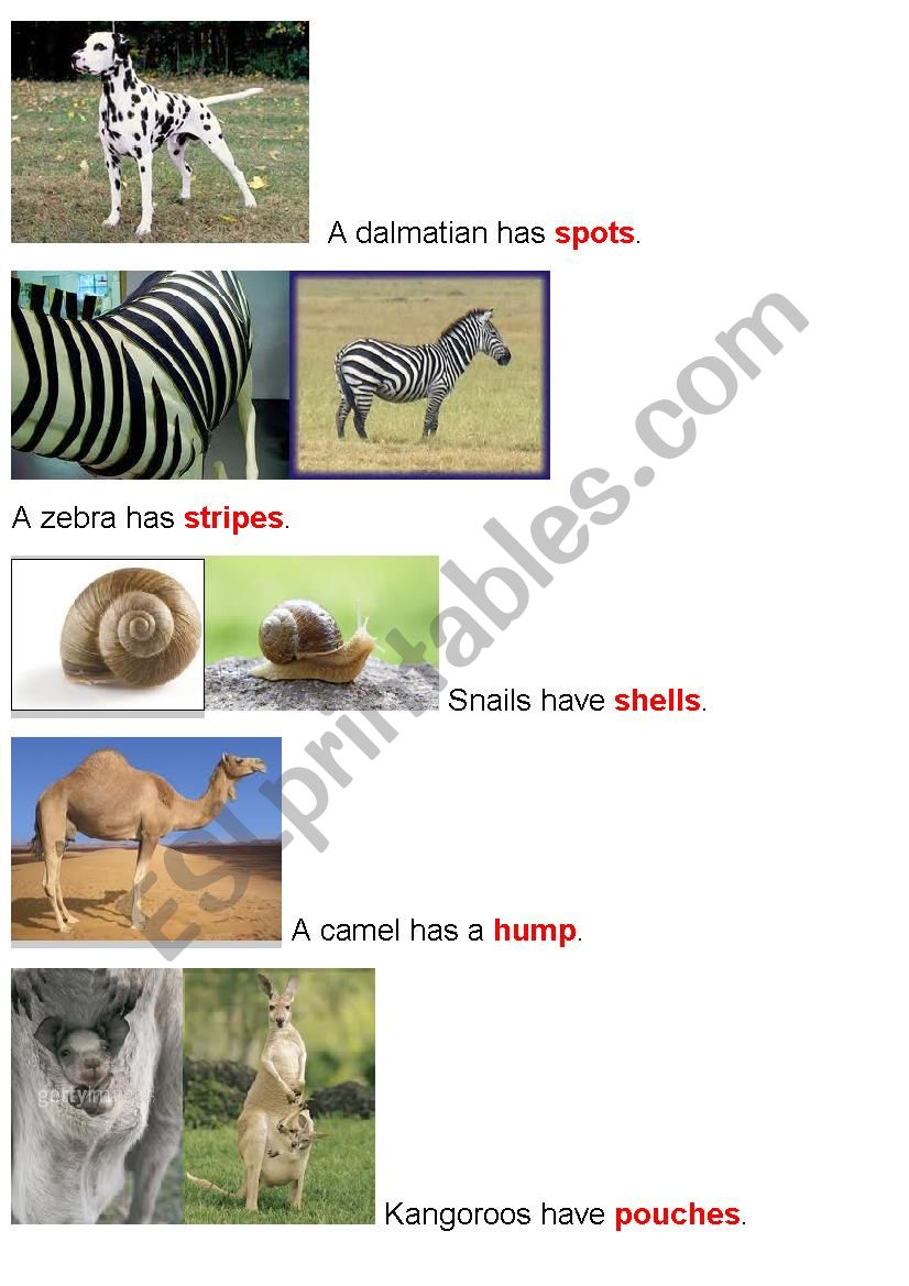 Animal Body Parts (Part3) worksheet