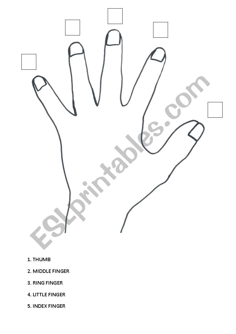 Fingers worksheet