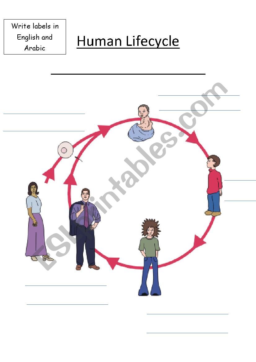 Human Life Cycle - Vocabulary Sheet