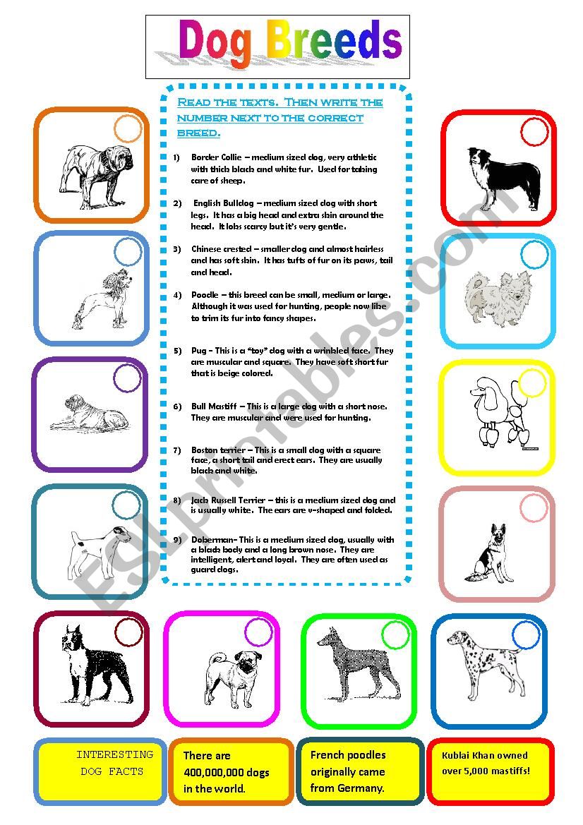 dog-breeds-esl-worksheet-by-estherlee76
