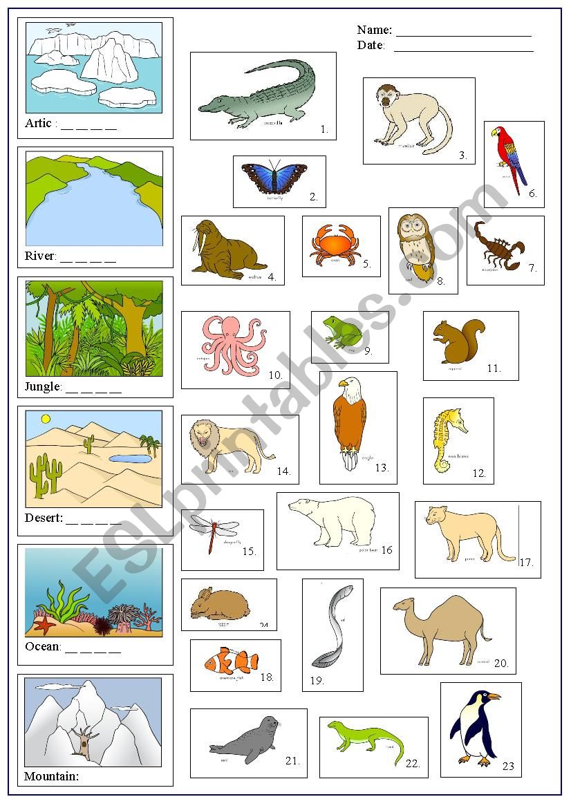 animals and places worksheet