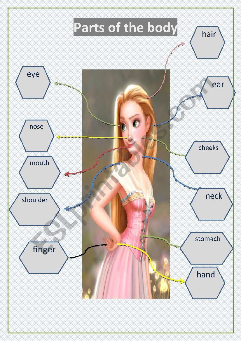 parts of the body worksheet