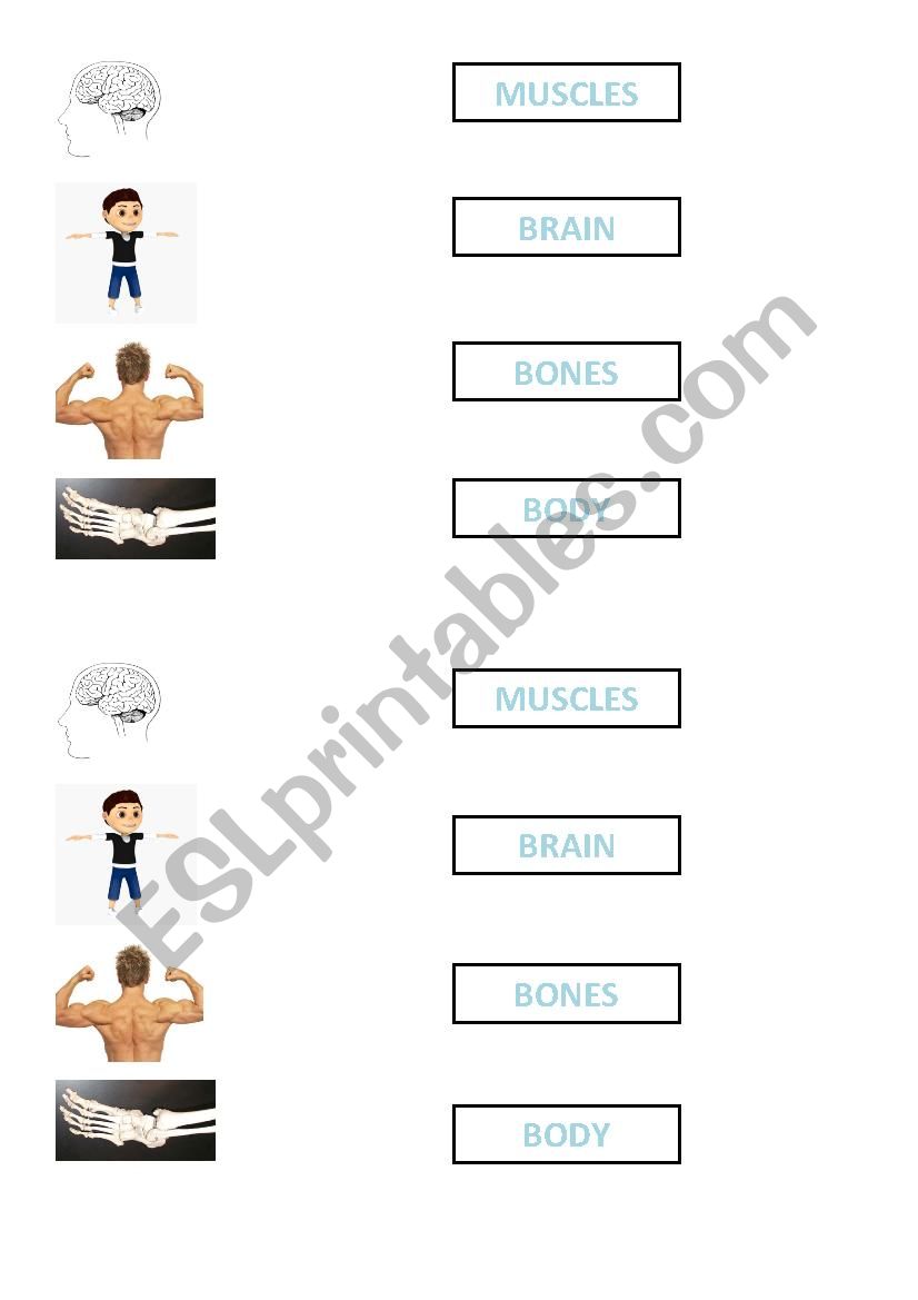 Matching body parts worksheet