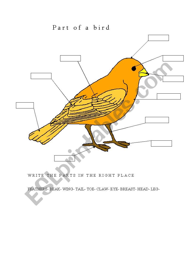 parts of a bird worksheet