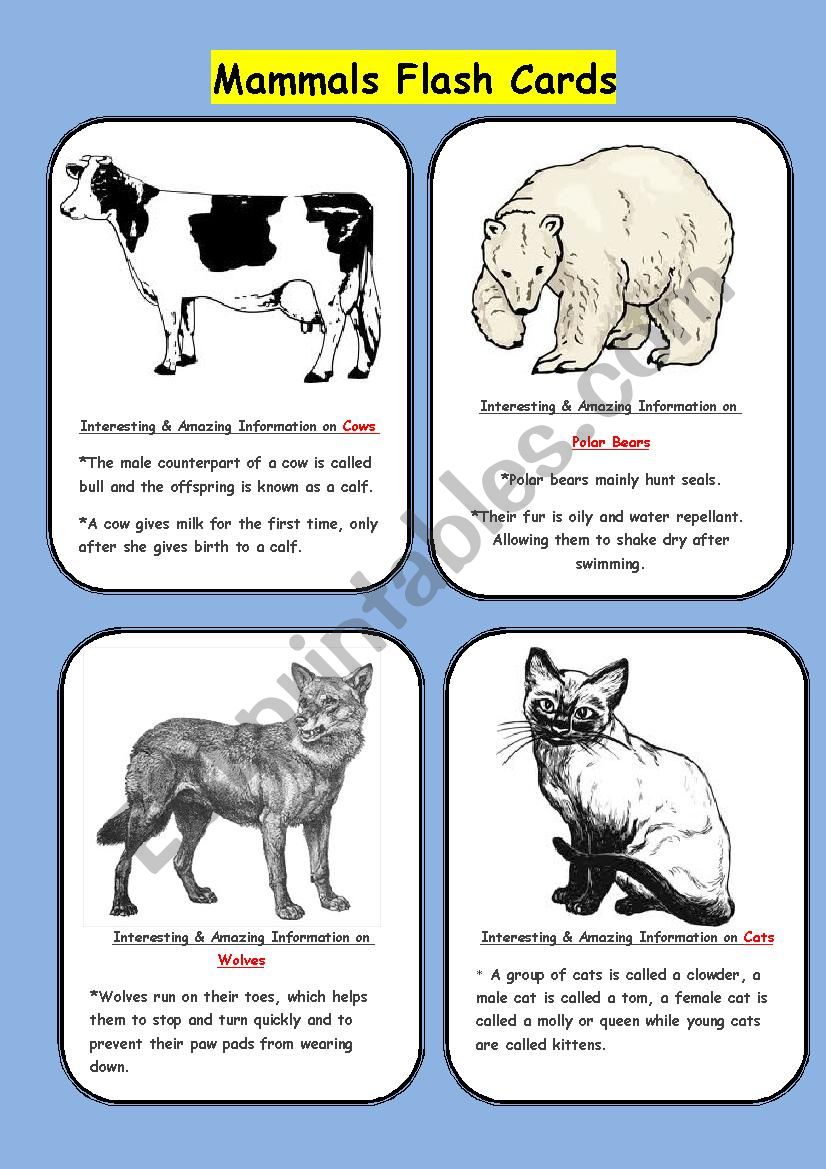 Mammals Flash Cards worksheet
