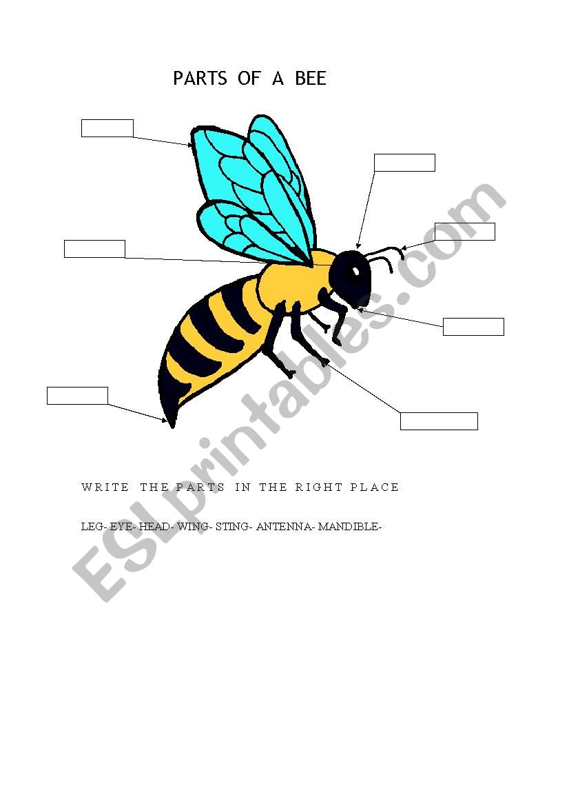 parts of a bee worksheet