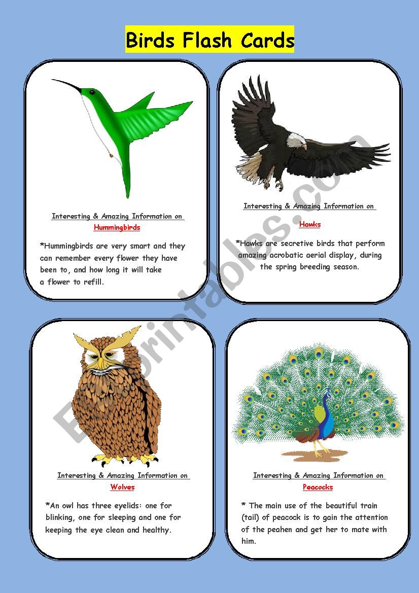 BIRDS FLASH CARDS worksheet