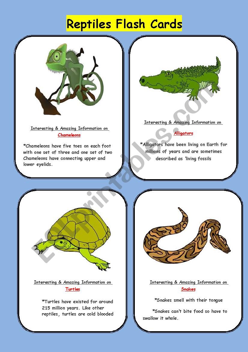 Reptiles Flash Cards worksheet