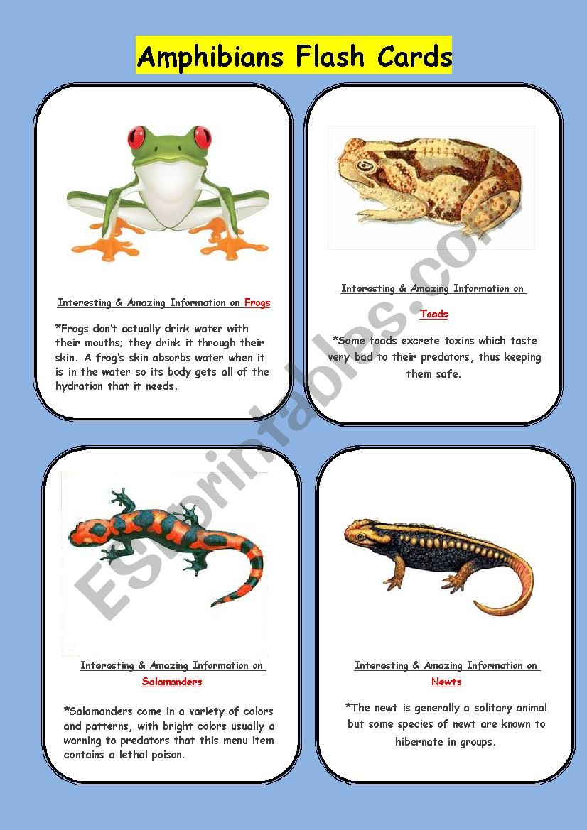 Amphibians Flash cards worksheet