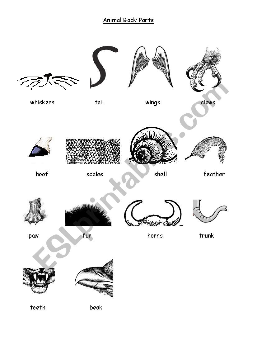 Animal Body Parts  worksheet