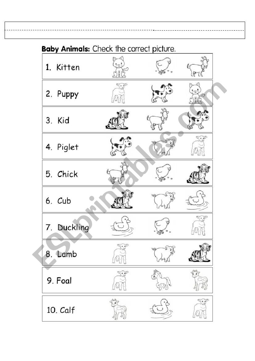 Animals and Their Young worksheet