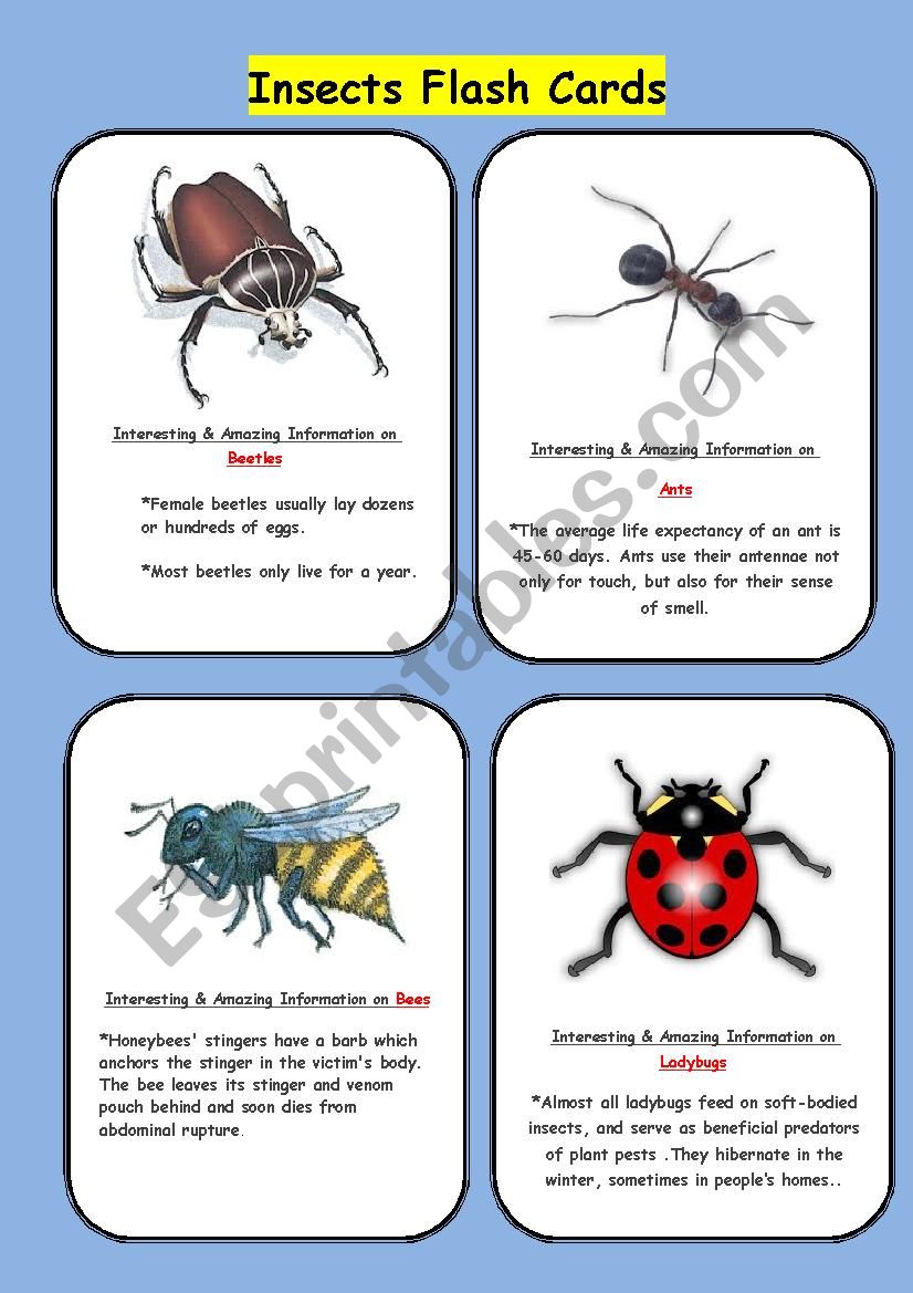 Insect Flash Cards worksheet