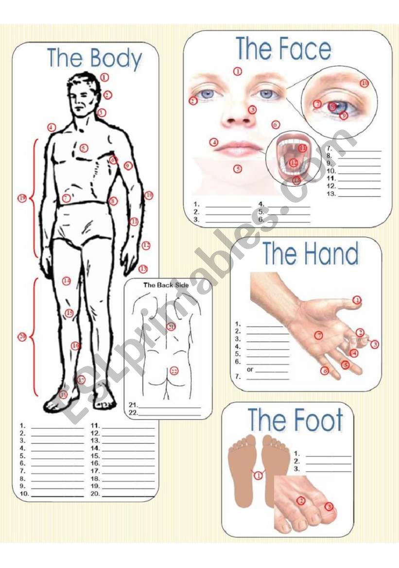 The Body - Fill in the blanks worksheet