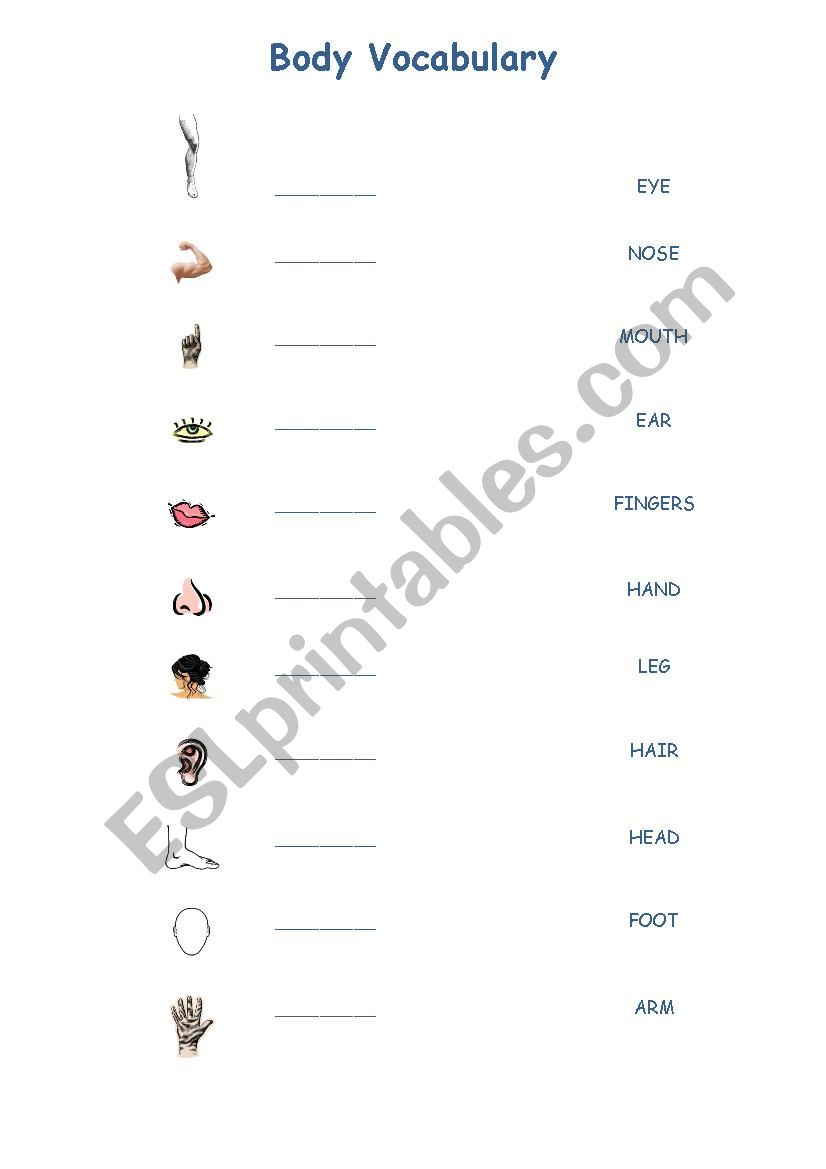 The Body worksheet