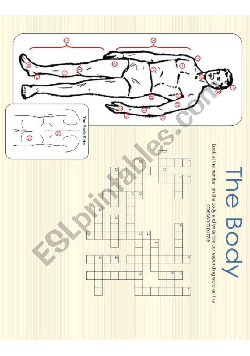 The Body - Crossword Puzzle worksheet