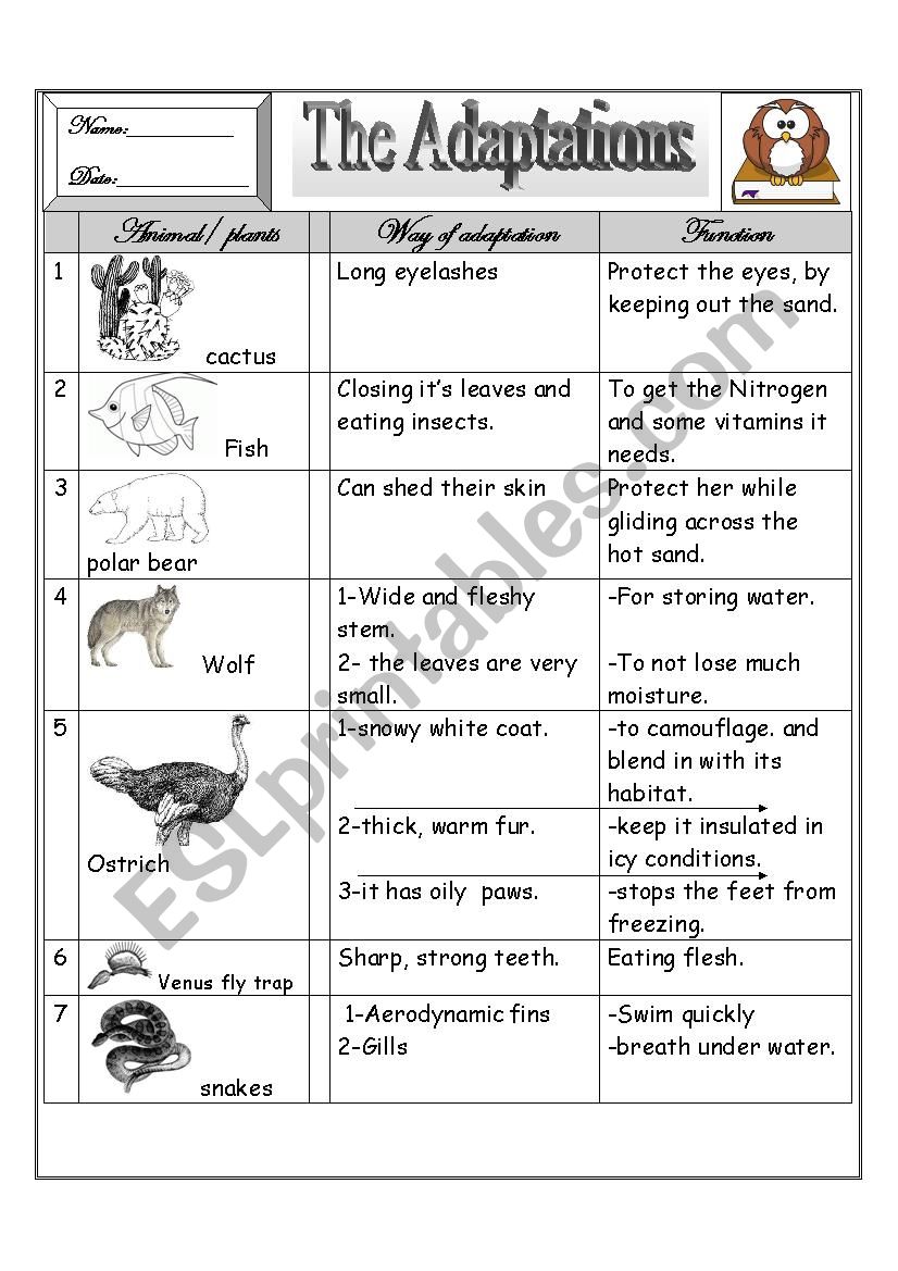 some animalÂ´s adaptations worksheet
