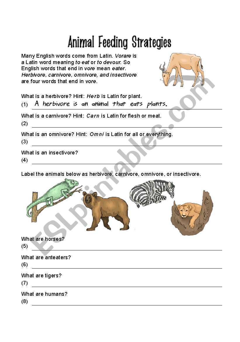 animals worksheet