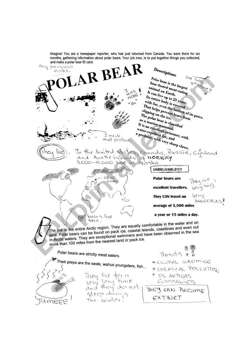 polar bears - reading worksheet