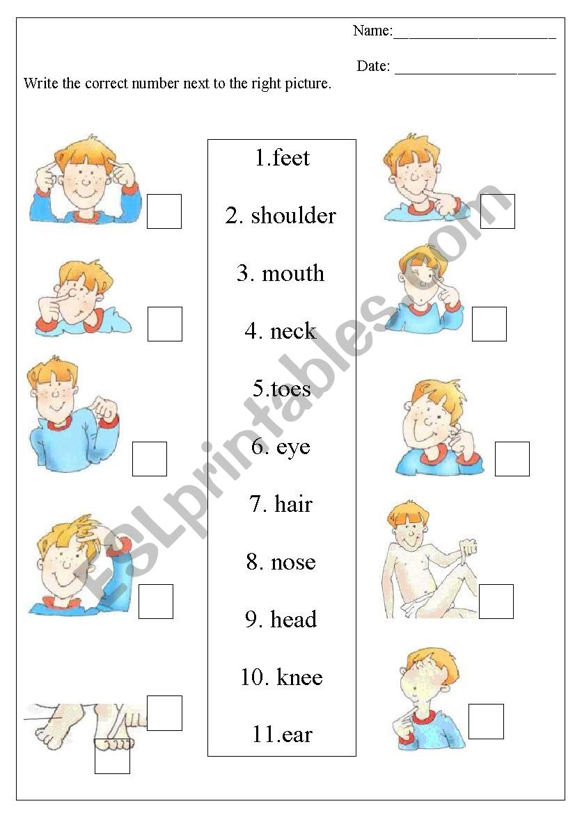 parts of the body worksheet