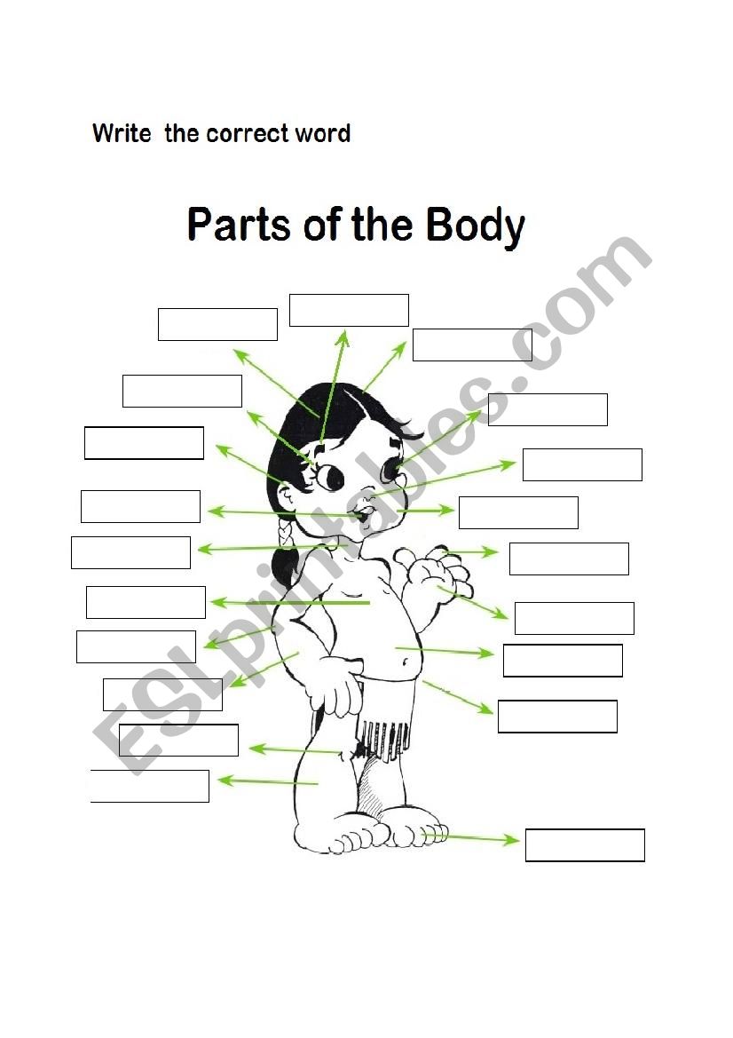 parts of the body worksheet