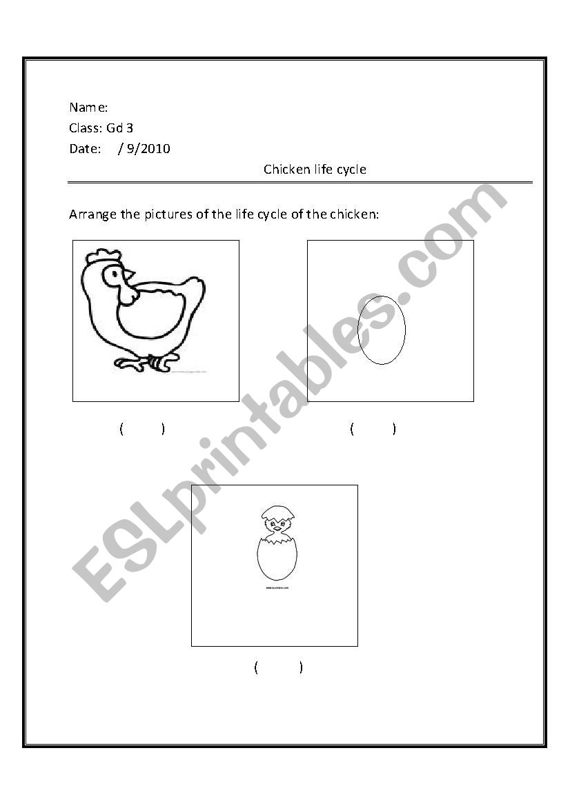 chicken life cycle  worksheet