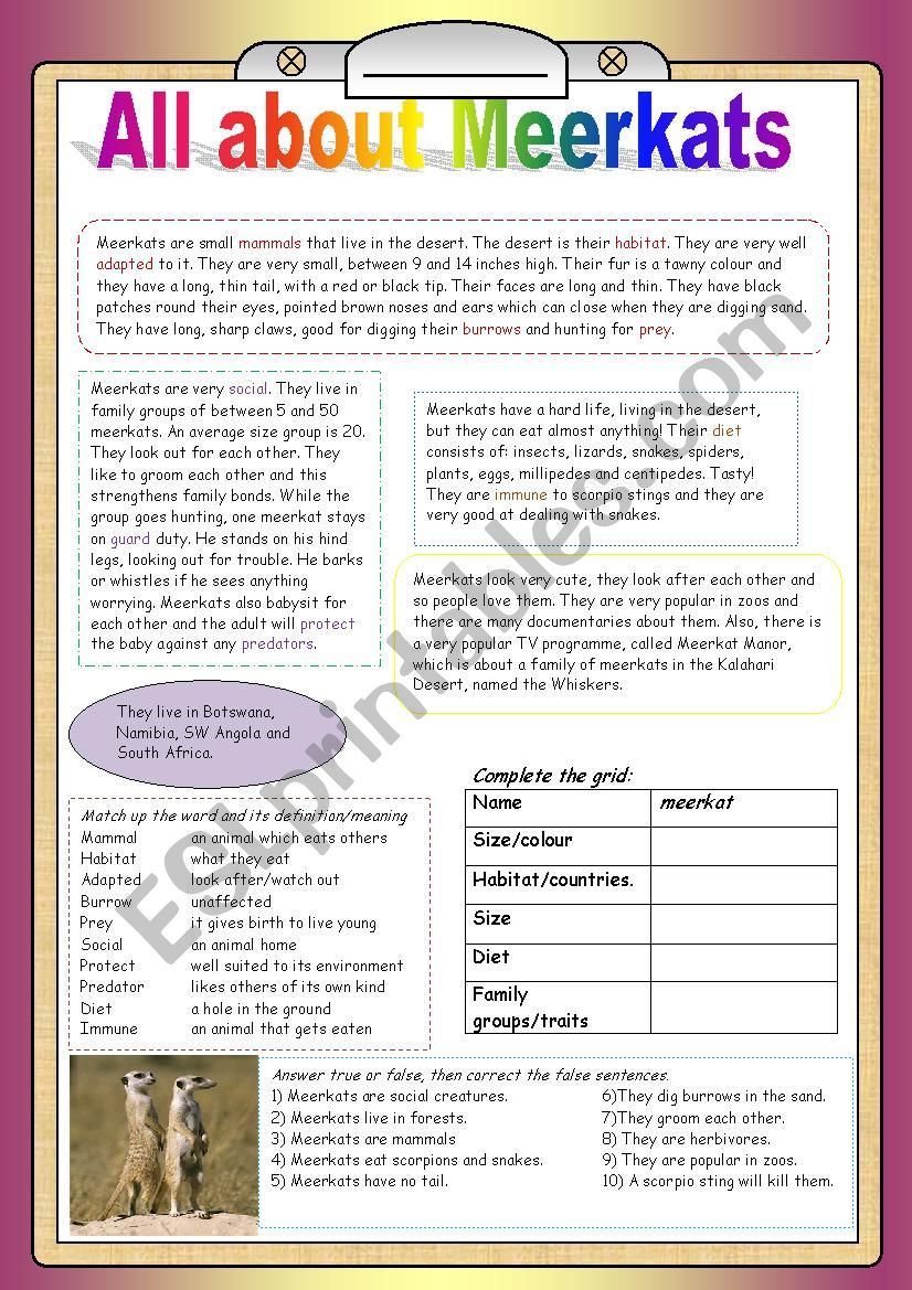 All about Meerkats worksheet