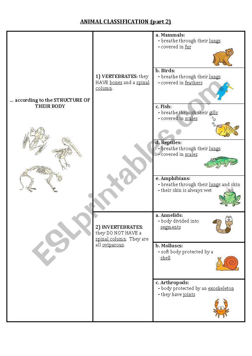 Animal classification (part 2)