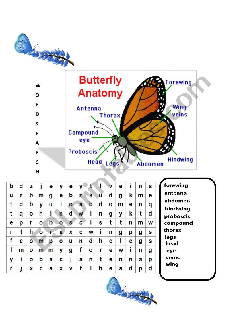 butterfly worksheet