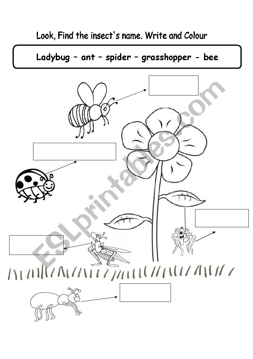 nsects (bugs) worksheet