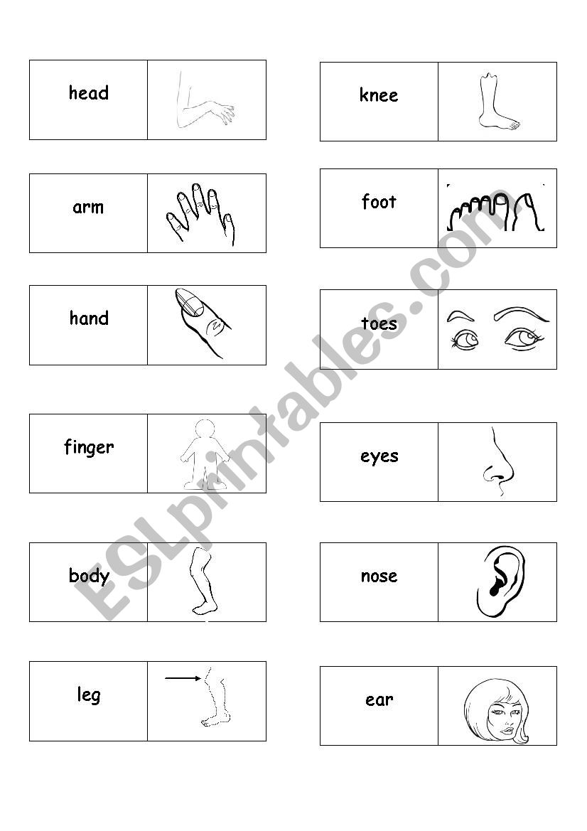 Body domino worksheet