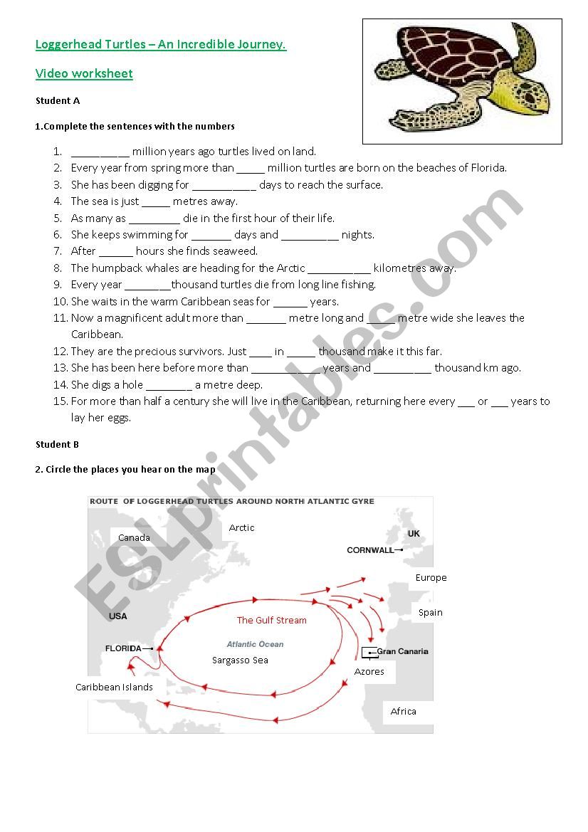 Turtle - An Incredible Journey - film worksheet