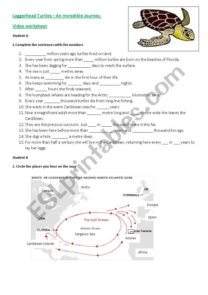 turtle the incredible journey worksheet answers