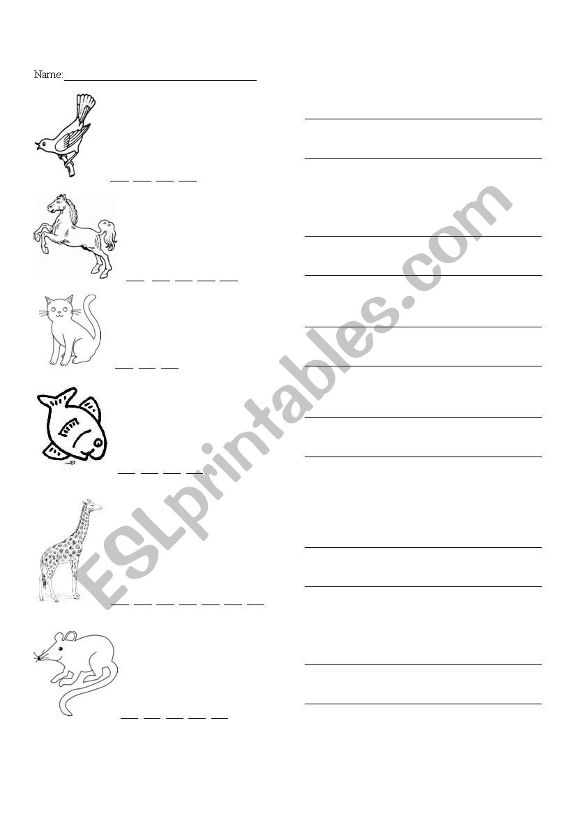 What can animals do worksheet
