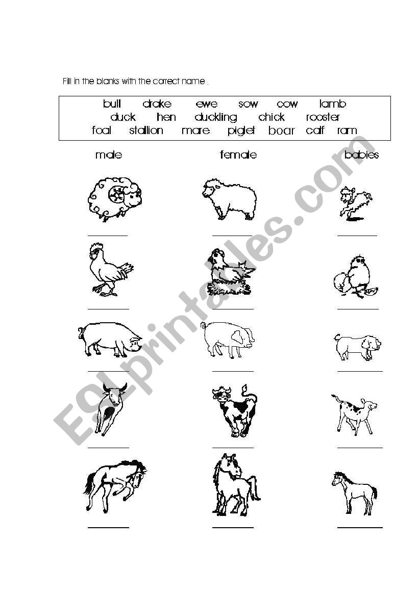 Farm animals  worksheet