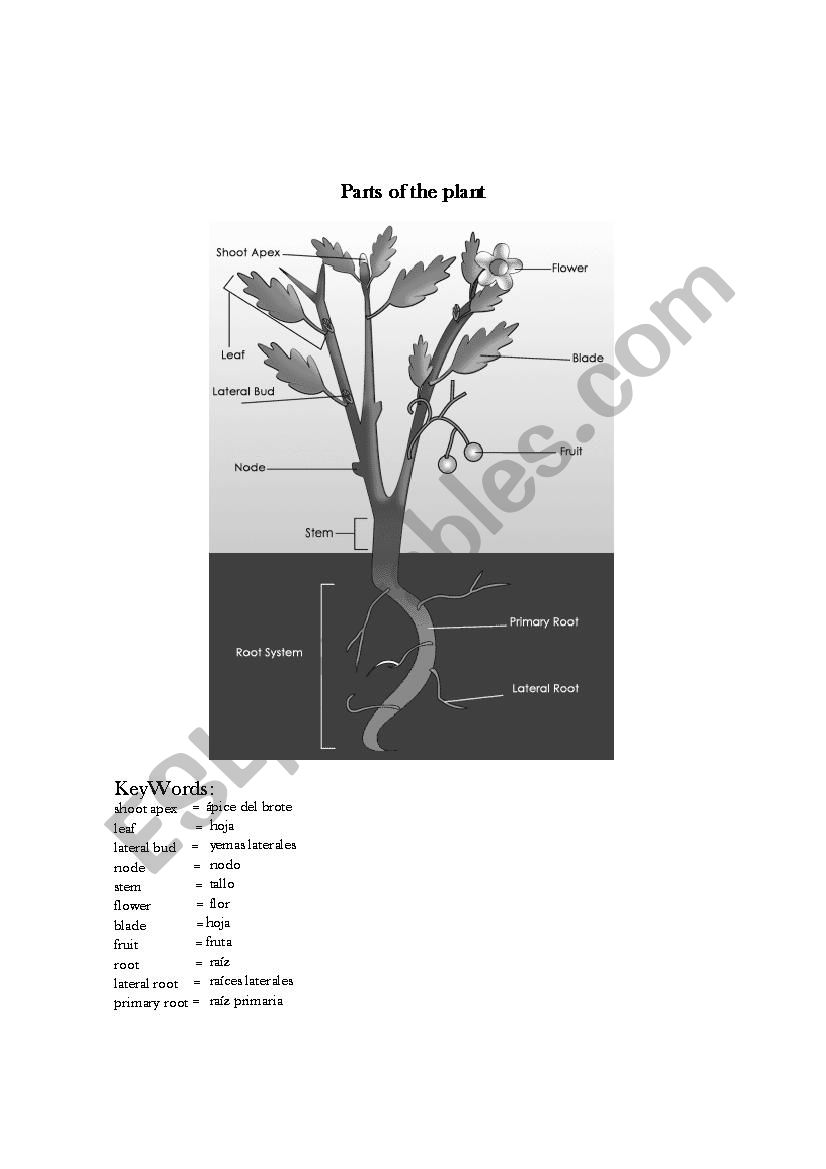 plants worksheet