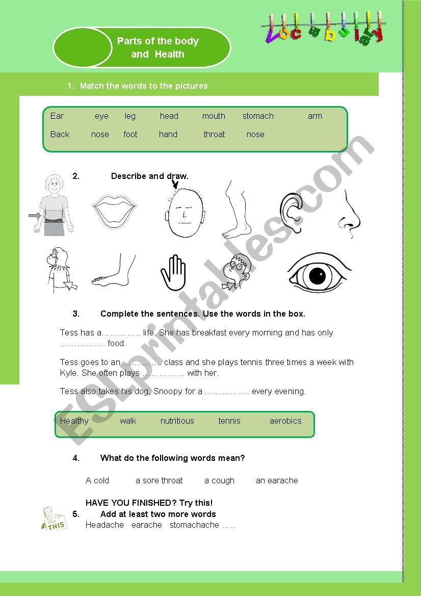 Parts of the body worksheet