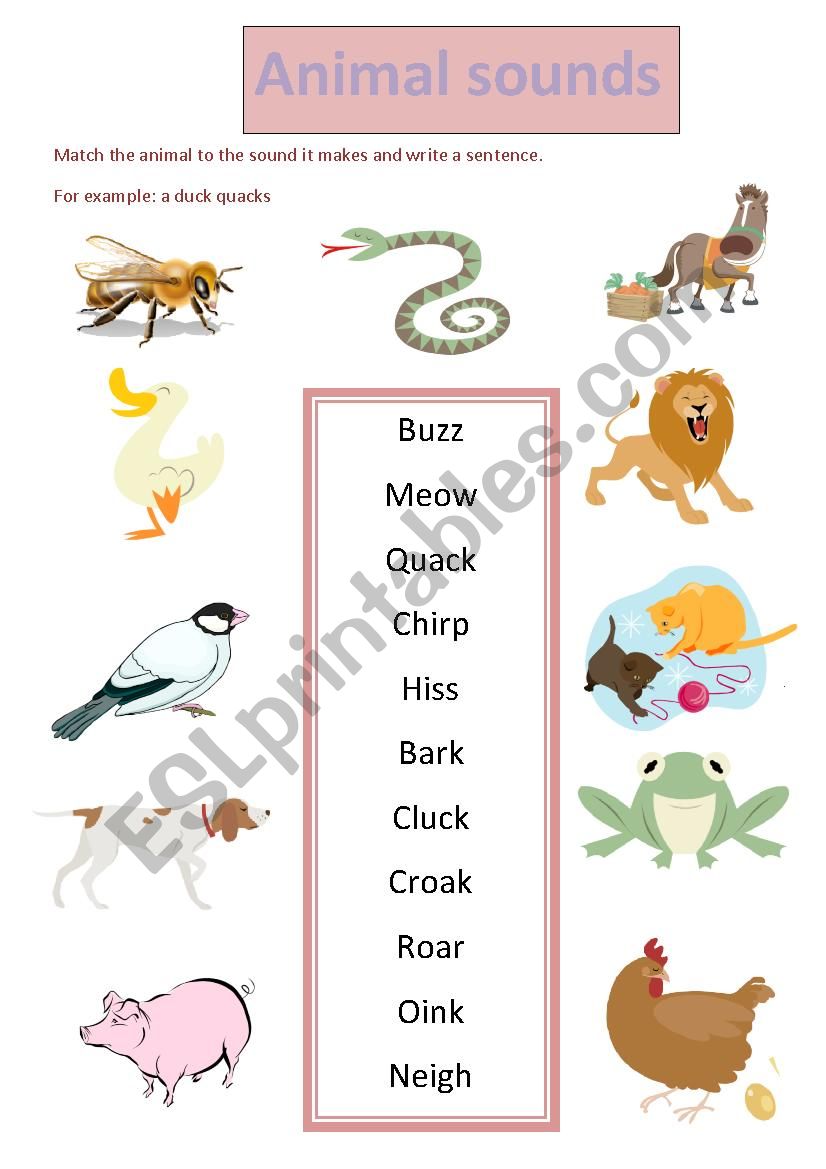 animal sounds worksheet