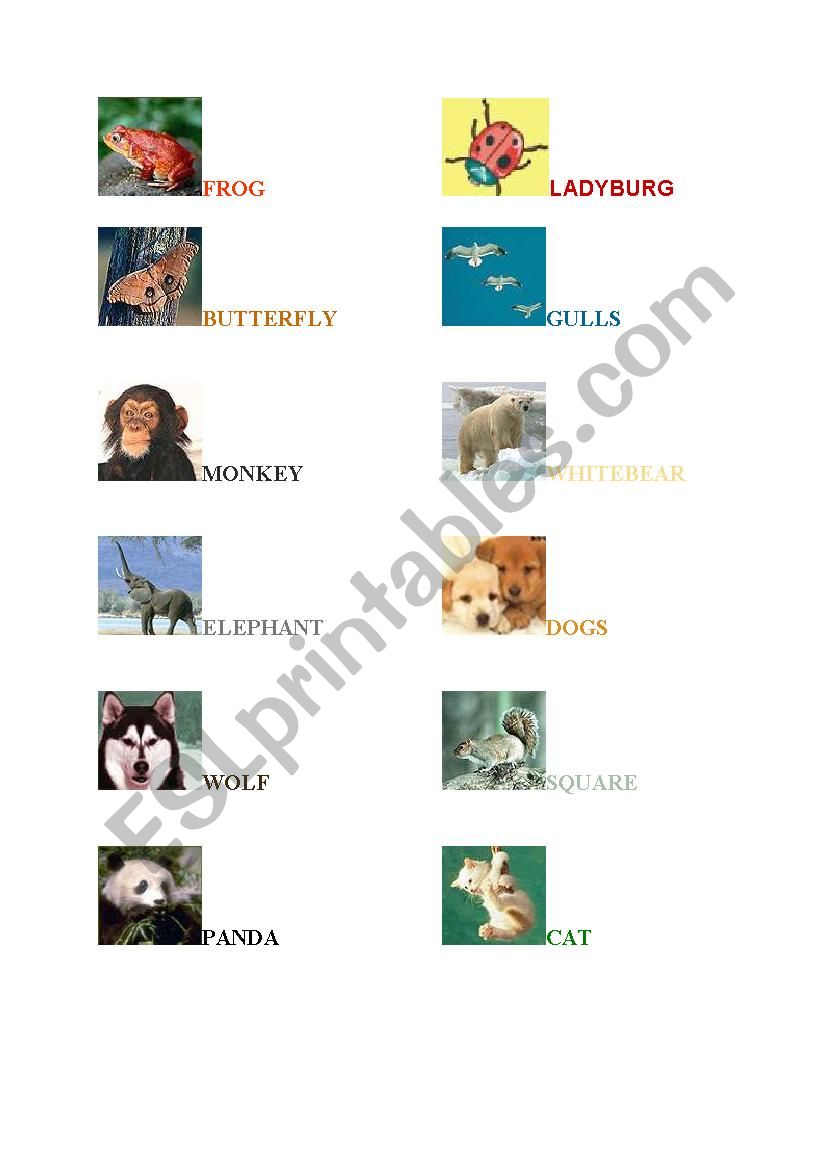 animals  worksheet