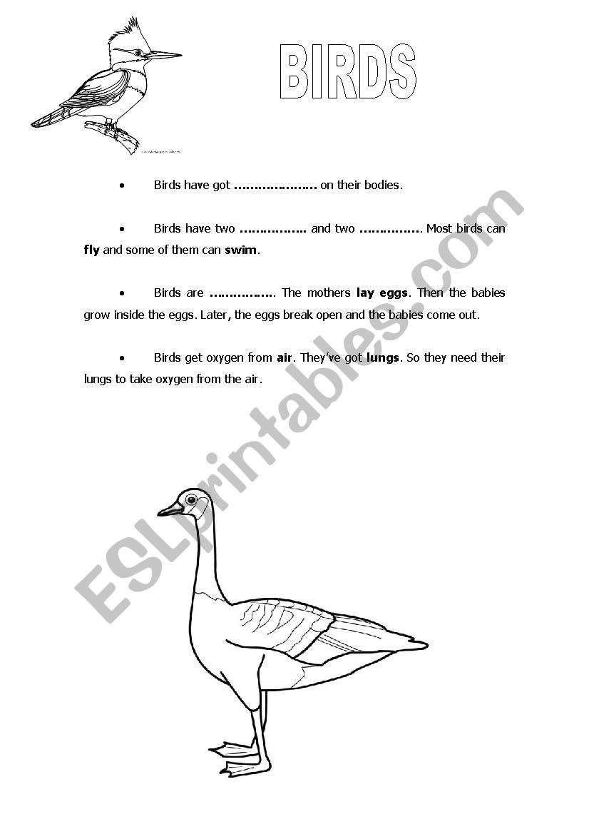 BIRDS worksheet