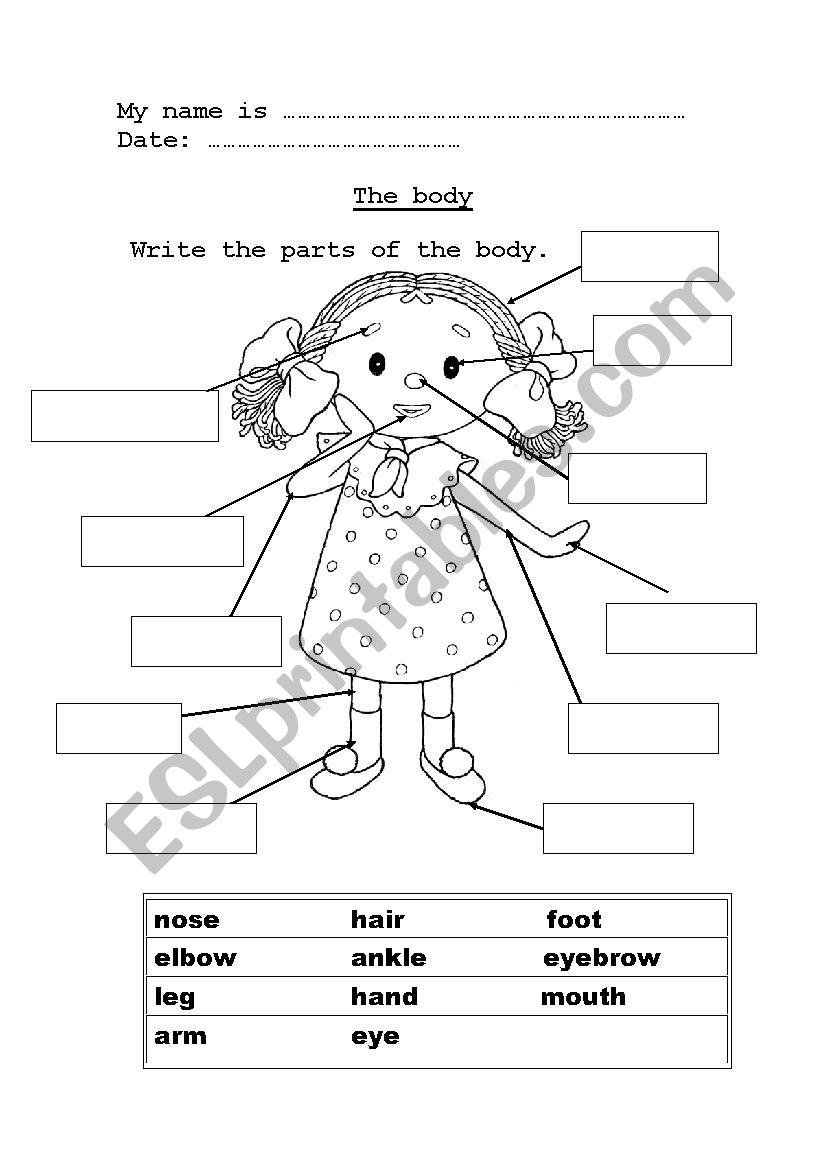 The parts of the body worksheet