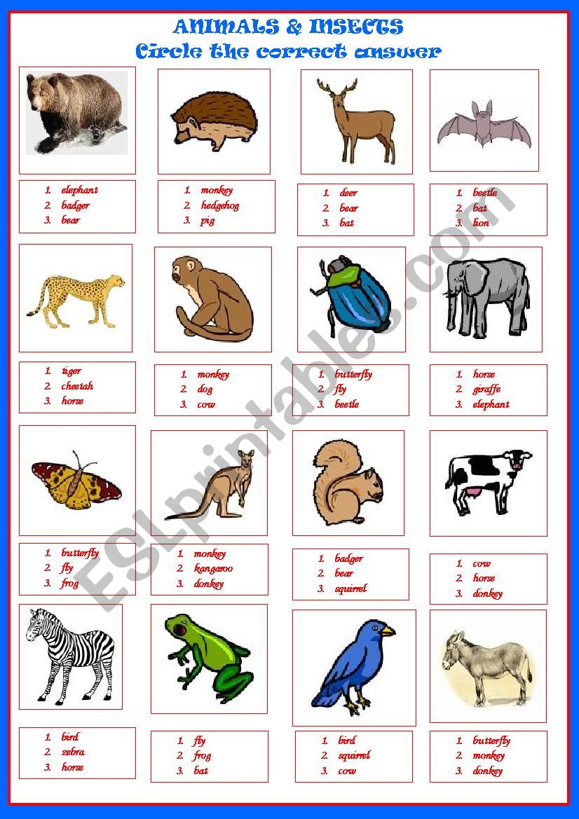 ANIMALS INSECTS  worksheet