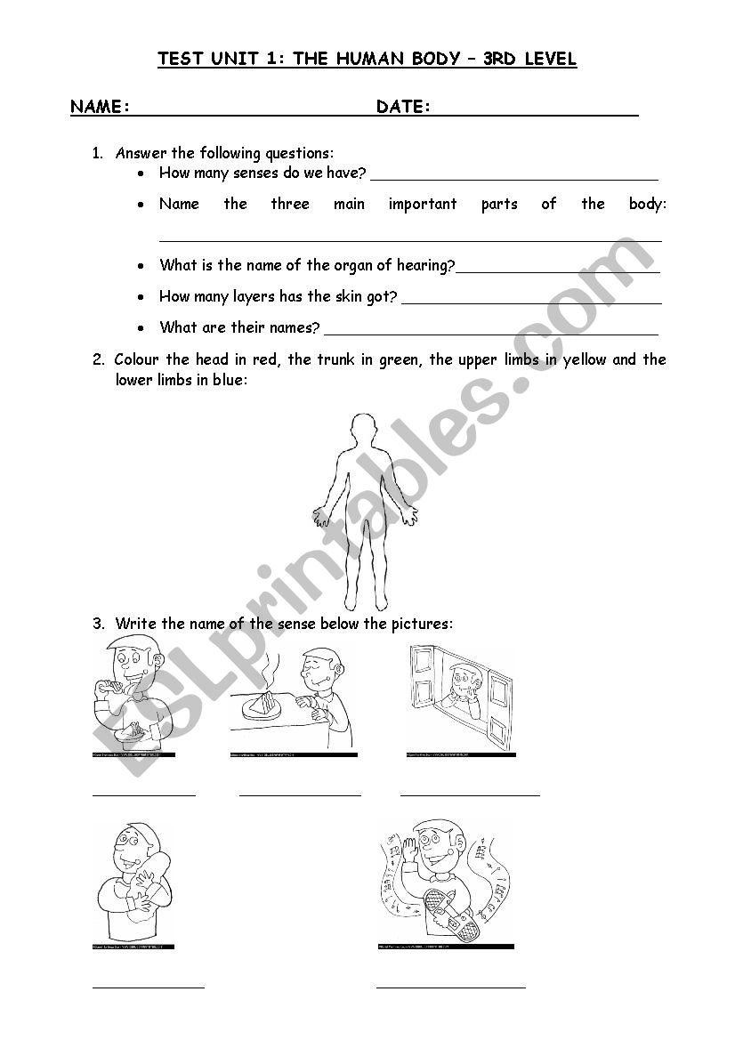 The human body worksheet