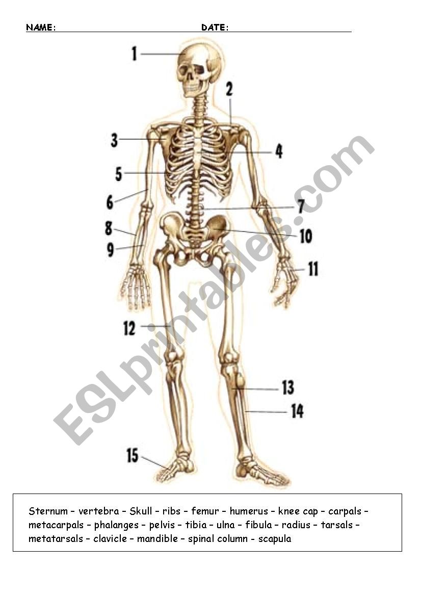 The bones worksheet